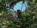 gal/holiday/Brazil 2005 - Foz do Iguacu Birds Sanctuary/_thb_Bird_Sanctuary_Iguacu_DSCF1222.jpg